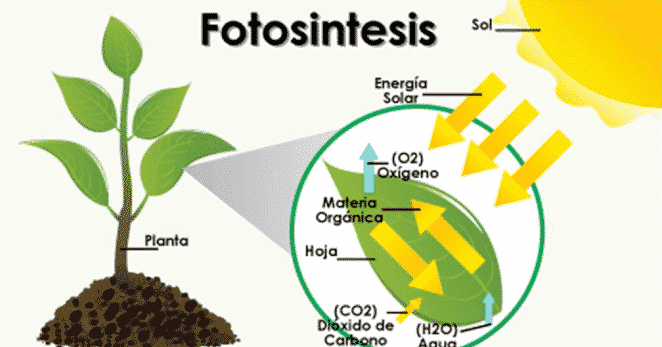 praktikum fotosintesis