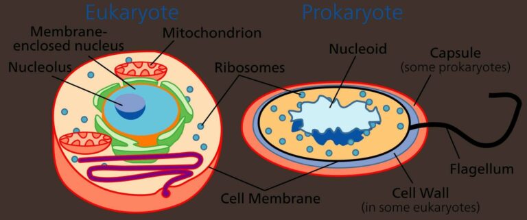 Bagian sampai Cara Reproduksi Sel Prokariotik dan Eukariotik