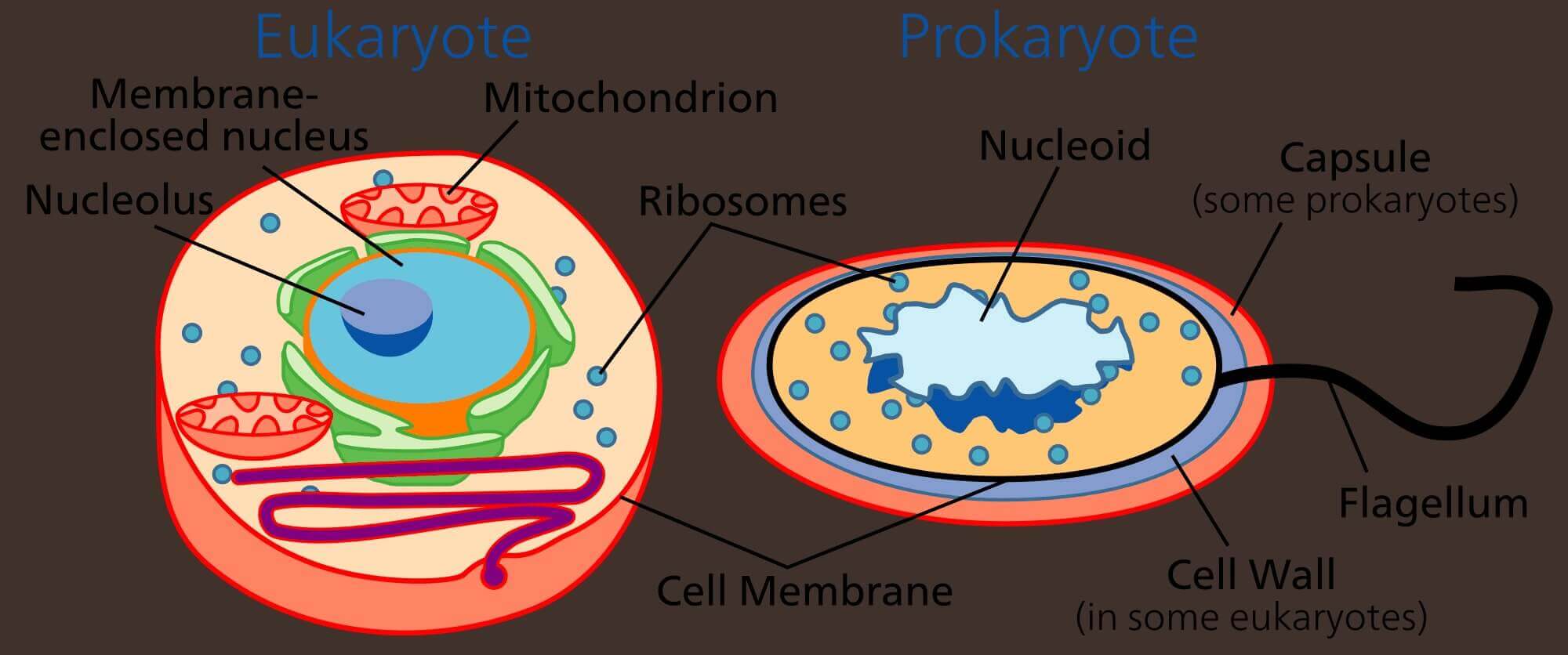Bagian sampai Cara Reproduksi Sel Prokariotik dan Eukariotik