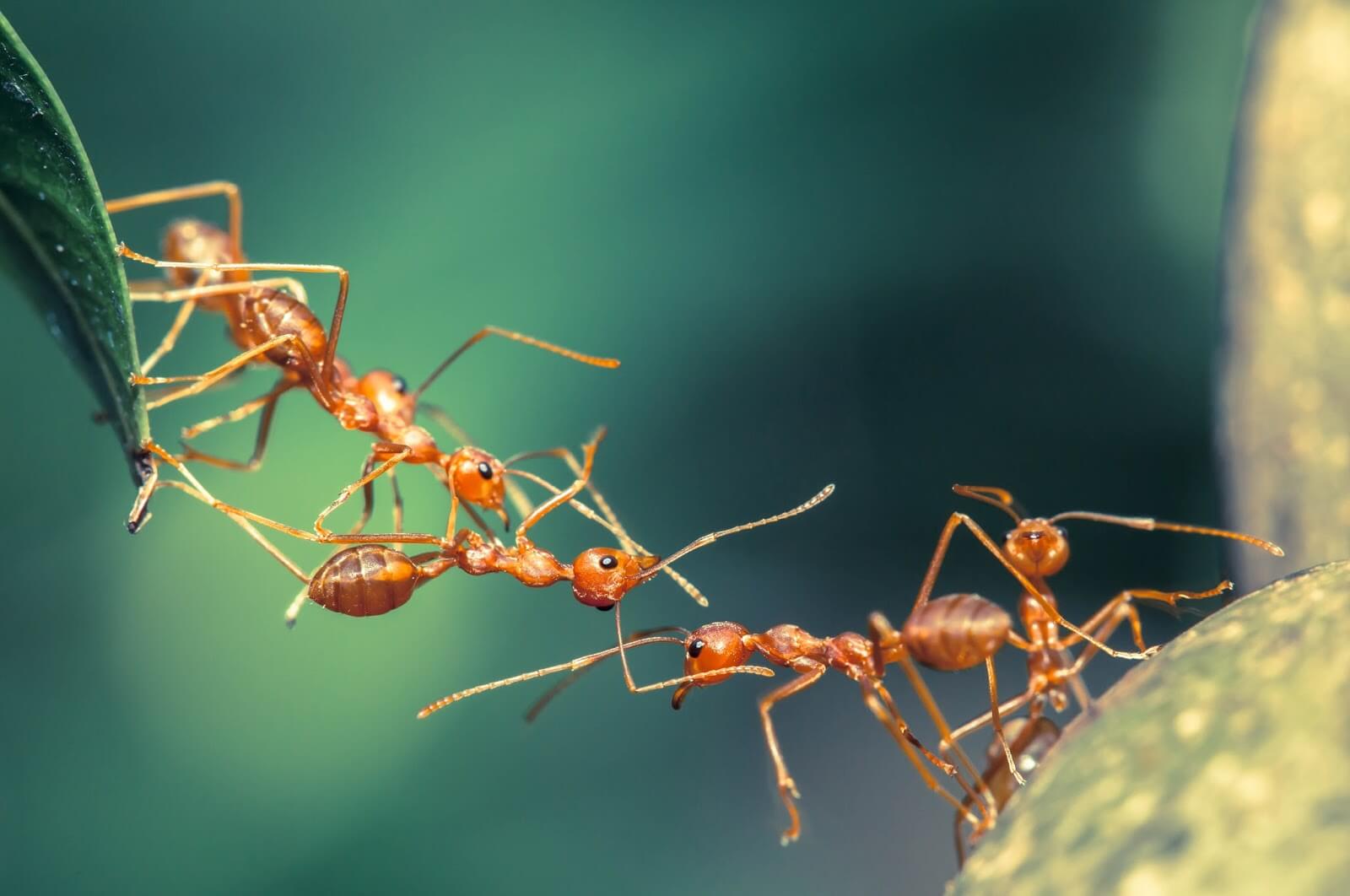 Siklus Hidup Semut : Kasta dan Cara Berkembang Biak