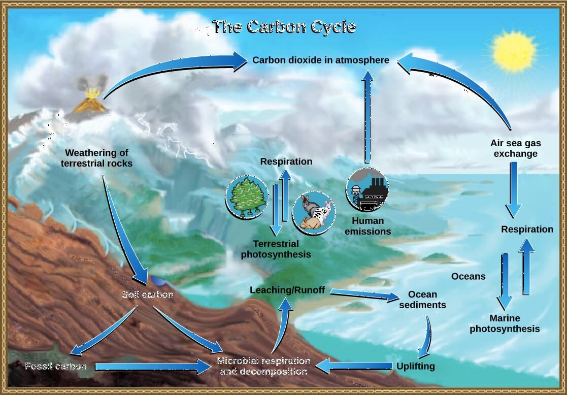 Siklus karbon, Pengertian dan Prosesnya Lengkap