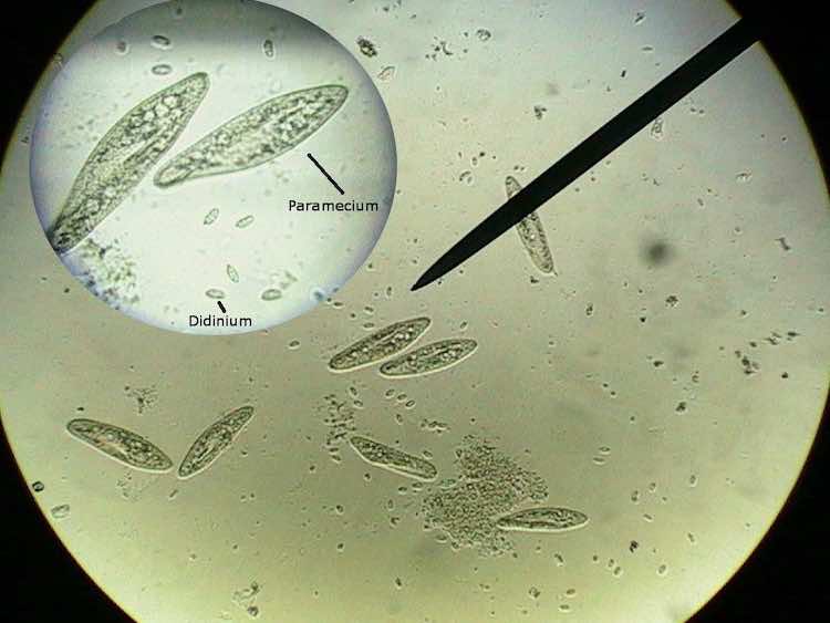 laporan praktikum protozoa